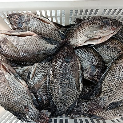 Whole gutted tilapia-5kg Pack