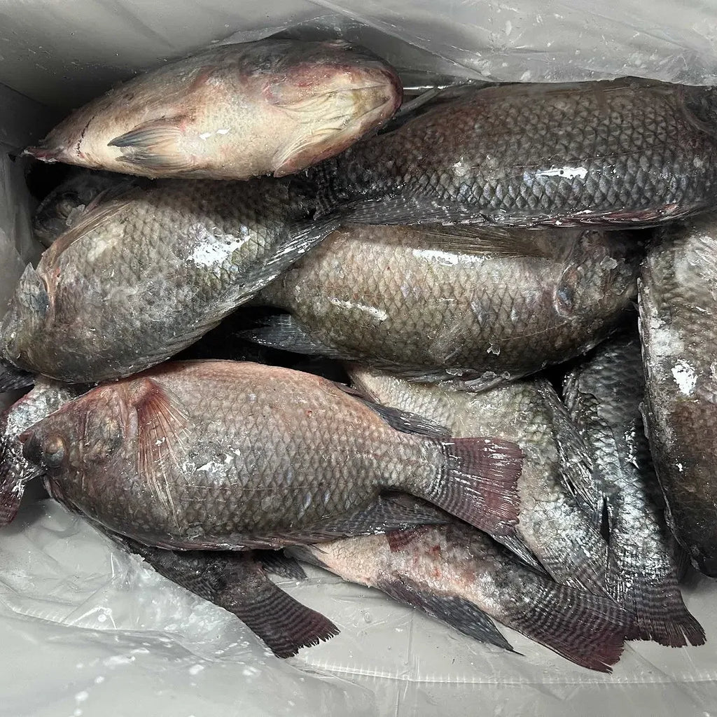 Tilapia-10kg Box