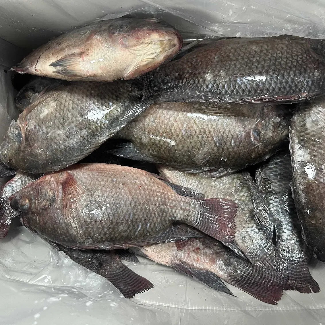 Tilapia-10kg Box